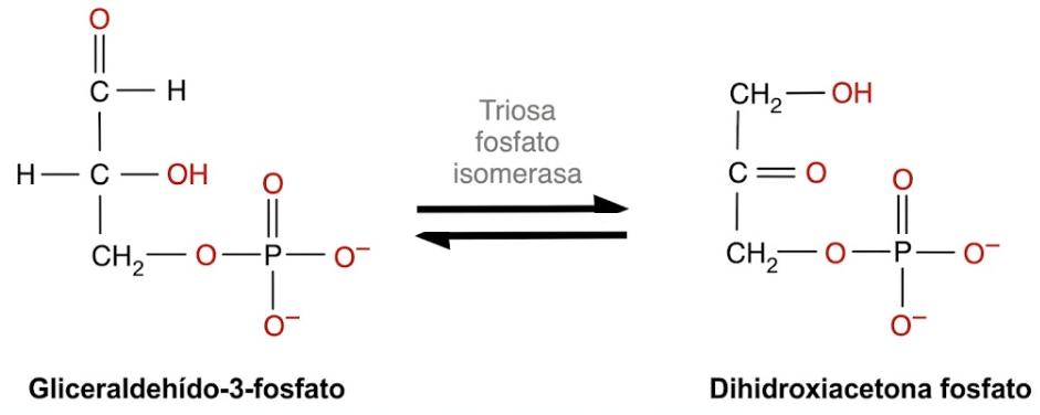 gliceraldehido a dihidroacetona