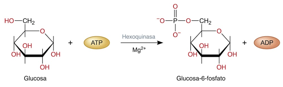 sintesis glucosa 6 fosfato